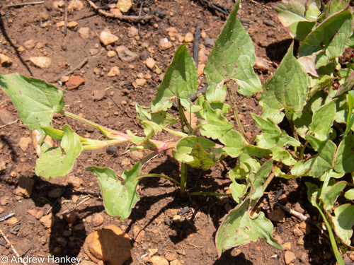 Rumex sagittatus (Climbing dock) (alternate view 4)