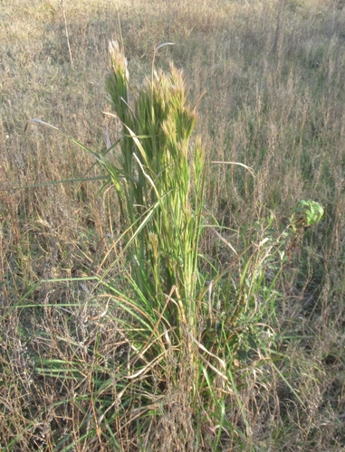 Anatherum tenuispatheum (Maritime Bushy Bluestem) (alternate view 2)