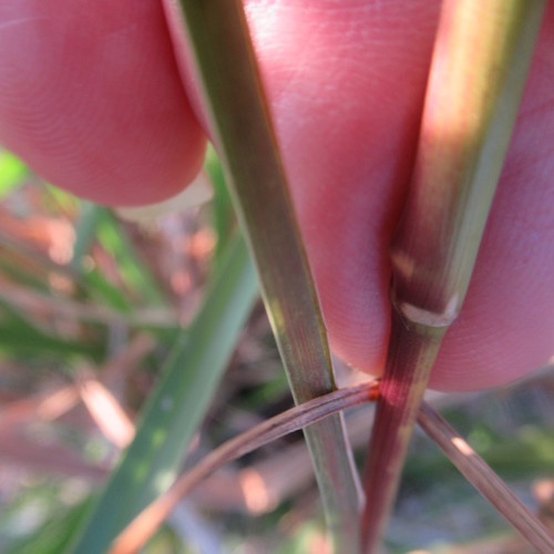 Anatherum tenuispatheum (Maritime Bushy Bluestem) (alternate view 3)