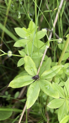 Galium triflorum (fragrant bedstraw)