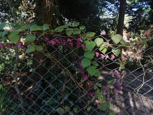 Rhodochiton atrosanguineus (purple bell vine)