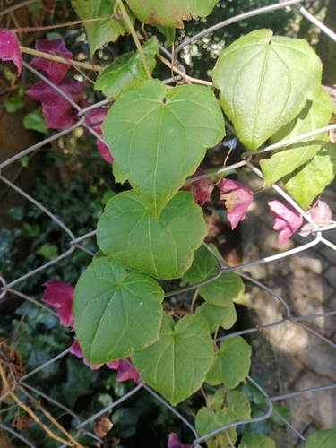 Rhodochiton atrosanguineus (purple bell vine) (alternate view 2)