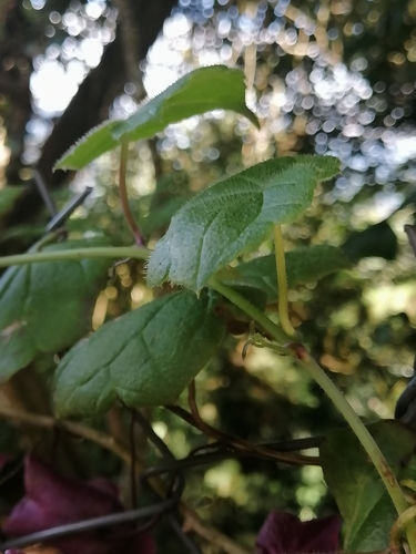 Rhodochiton atrosanguineus (purple bell vine) (alternate view 3)