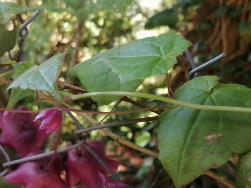 Rhodochiton atrosanguineus (purple bell vine) (alternate view 4)