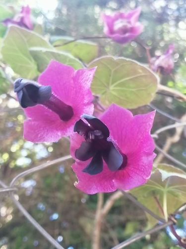Rhodochiton atrosanguineus (purple bell vine) (alternate view 5)