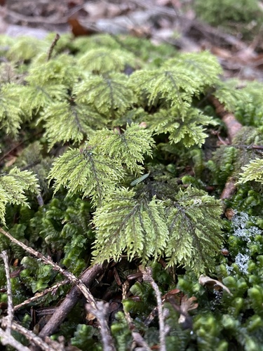 Hylocomium splendens (stairstep moss)