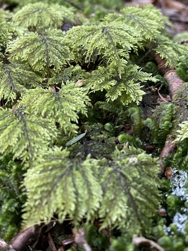 Hylocomium splendens (stairstep moss)