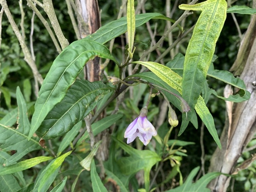 Solanum aviculare (New Zealand nightshade) (alternate view 2)