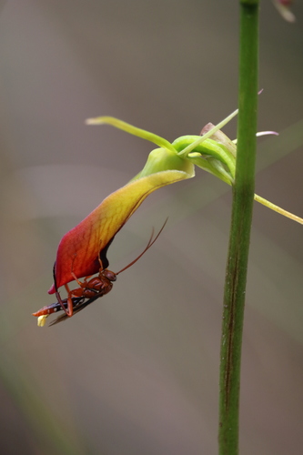 Cryptostylis subulata (Large Tongue Orchid) (alternate view 4)