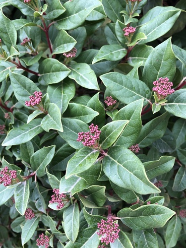 Viburnum tinus (Viburnum tinus) (alternate view 4)