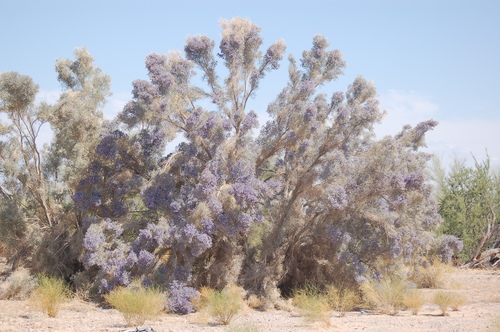 Psorodendron spinosum (Smoketree) (alternate view 2)