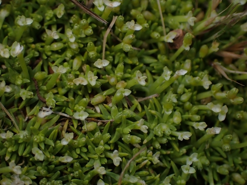 Scleranthus biflorus (alternate view 11)