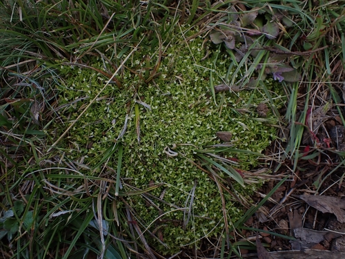 Scleranthus biflorus (alternate view 12)