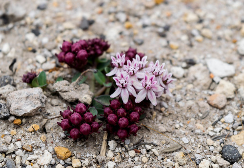 Asclepias spp. (Native Milkweed Selections) (alternate view 3)