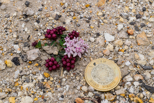 Asclepias spp. (Native Milkweed Selections) (alternate view 4)