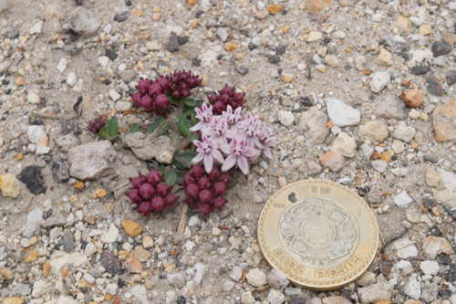 Asclepias spp. (Native Milkweed Selections) (alternate view 5)