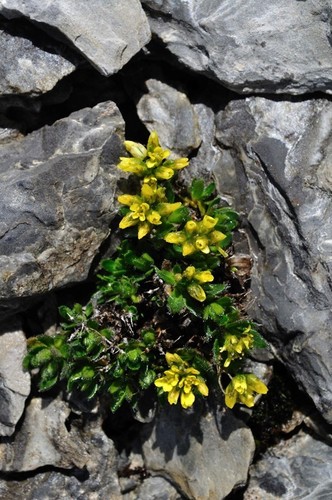 Draba (Drabas) (alternate view 10)