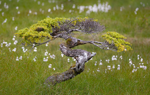 Tsuga mertensiana (mountain hemlock) (alternate view 3)