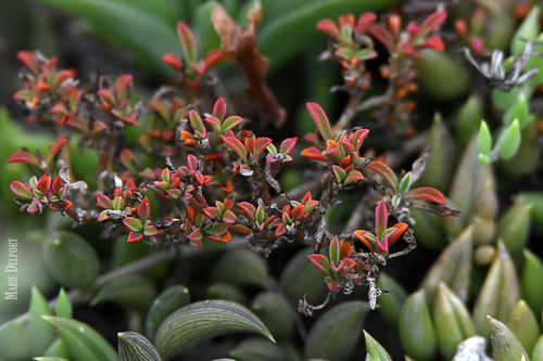 Aizoon pubescens (Coastal Galenia) (alternate view 5)