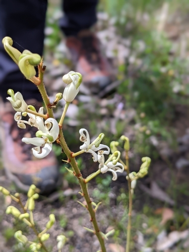 Lomatia ilicifolia (Holly Lomatia)