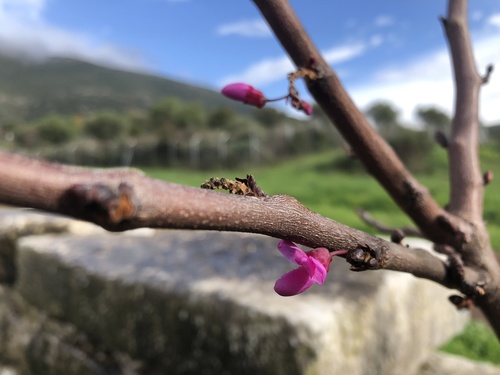 Cercis siliquastrum (Judas-tree)