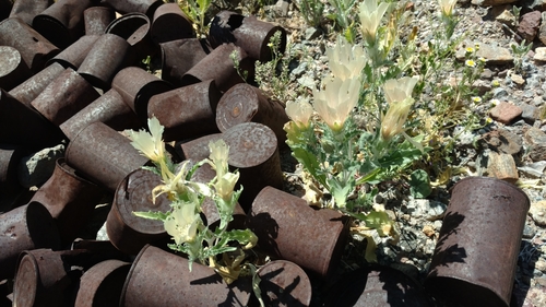 Mentzelia involucrata (sand blazingstar) (alternate view 4)