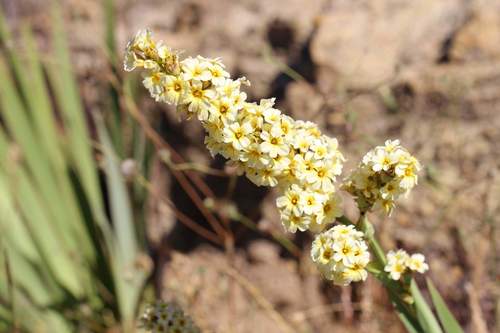 Sisyrinchium striatum (pale yellow-eyed grass)