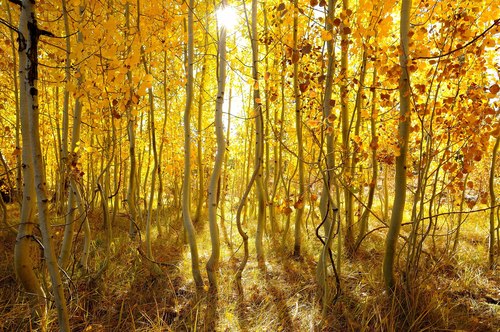 Populus tremuloides (quaking aspen)