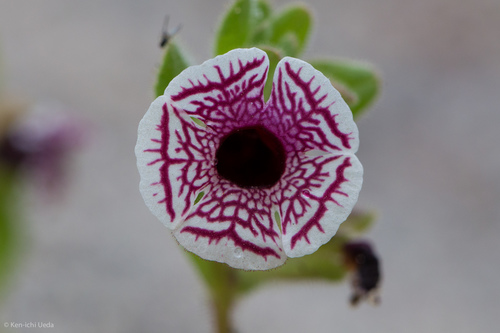 Diplacus (alternate view 6)