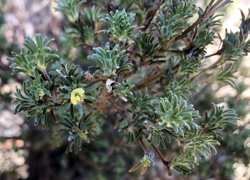 Phyllota pleurandroides (Heathy Phyllota)