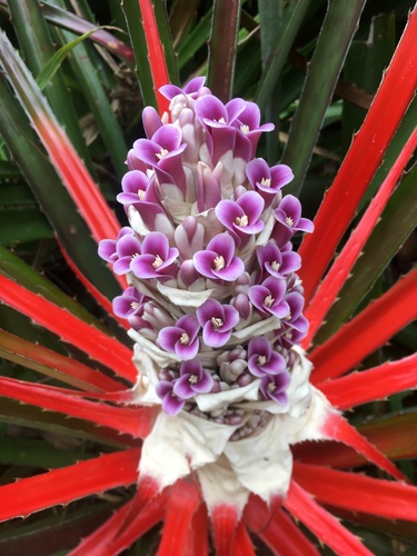 Bromelia (alternate view 8)
