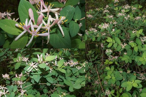 Lonicera × bella (showy fly honeysuckle) (alternate view 4)