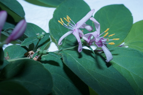 Lonicera × bella (showy fly honeysuckle) (alternate view 5)