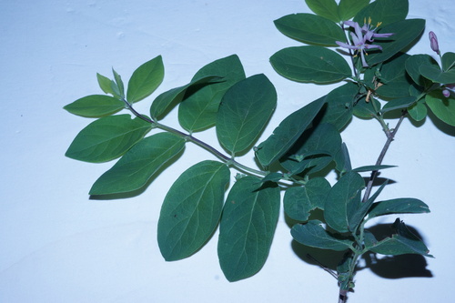 Lonicera × bella (showy fly honeysuckle) (alternate view 6)