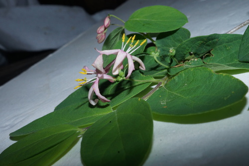 Lonicera × bella (showy fly honeysuckle) (alternate view 8)