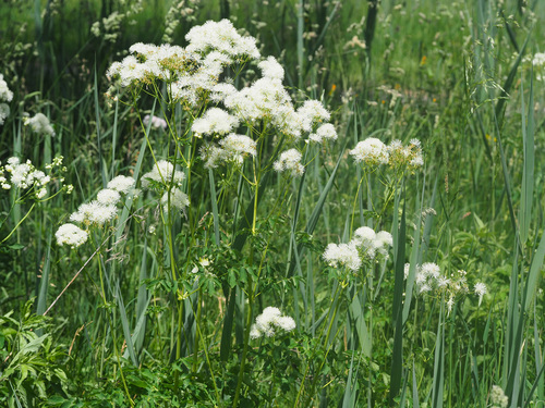 Thalictrum aquilegiifolium (Columbine Meadow Rue)