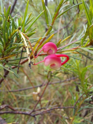 Grevillea rosmarinifolia (rosemary grevillea) (alternate view 2)