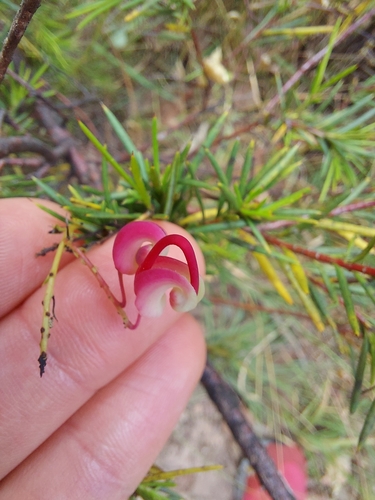 Grevillea rosmarinifolia (rosemary grevillea) (alternate view 3)