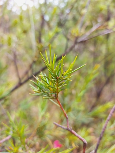 Grevillea rosmarinifolia (rosemary grevillea) (alternate view 4)