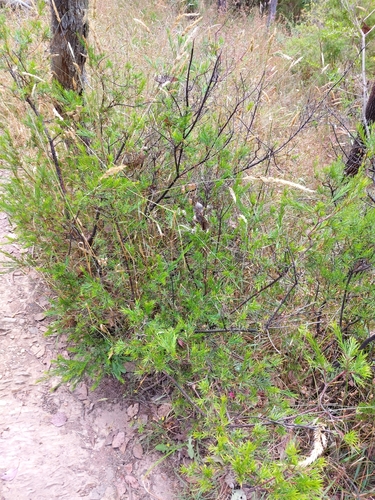 Grevillea rosmarinifolia (rosemary grevillea) (alternate view 5)