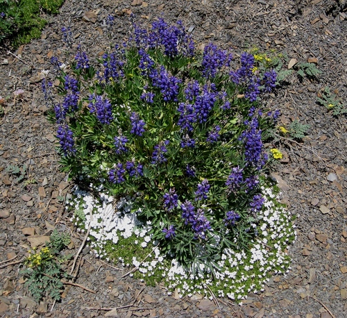 Phlox diffusa (spreading phlox) (alternate view 4)