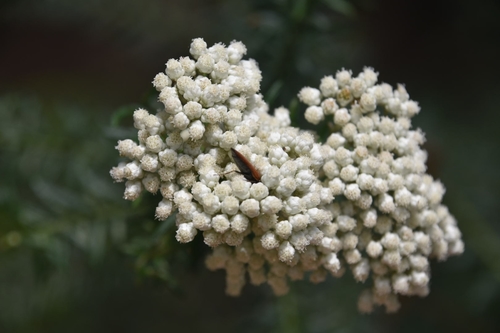 Ozothamnus diosmifolius (Sago Flower) (alternate view 10)
