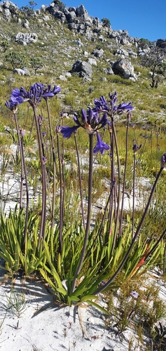 Agapanthus africanus (lily of the Nile)