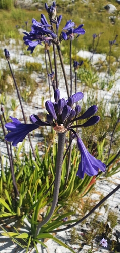 Agapanthus africanus (lily of the Nile) (alternate view 2)