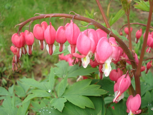 Lamprocapnos spectabilis (bleeding heart)