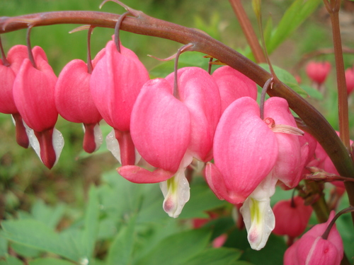 Lamprocapnos spectabilis (bleeding heart)