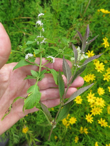 Mentha canadensis (Wild Mint) (alternate view 2)