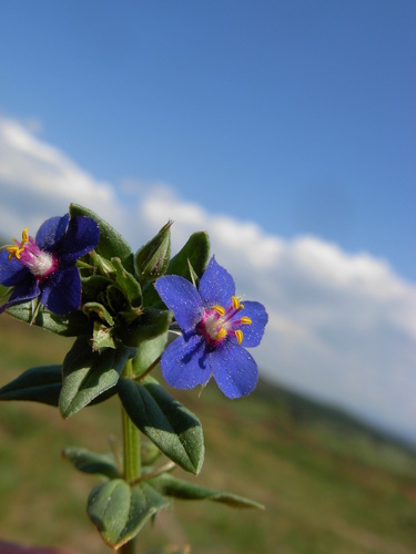 Lysimachia loeflingii (Blue Scarlet Pimpernel)