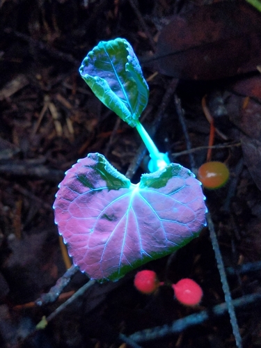 Viola glabella (Stream Violet) (alternate view 2)
