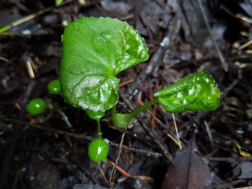 Viola glabella (Stream Violet) (alternate view 3)